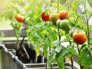Best Vegetable Gardening Soil: The Ultimate Guide to Thriving Plants