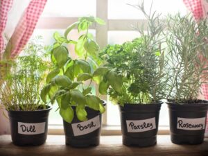 Herbs for Container Gardening: A Complete Guide