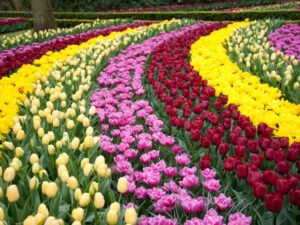 Cottage Garden Ideas: Transform Your Outdoor Space with Timeless Charm