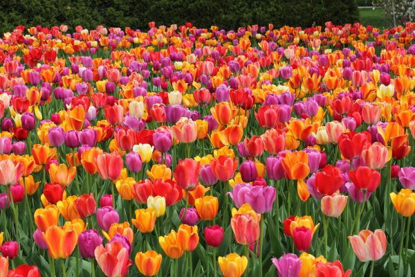 Flower Gardening Ideas