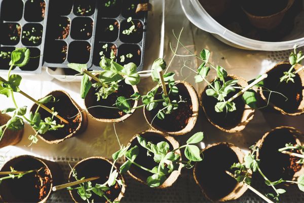 Herb Gardening for Beginners