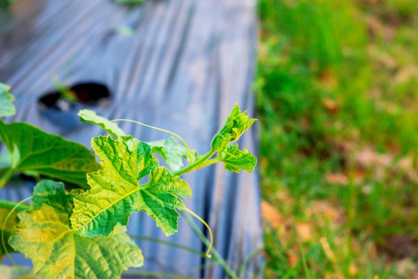 Vegetable Gardening Tips
