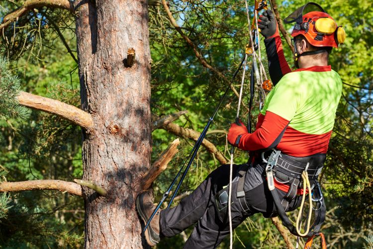 Sales Arborist Career