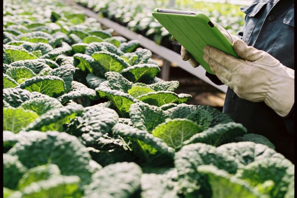 Greenhouse vs Cold Frame