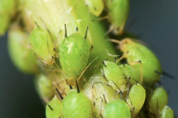 aphid control methods