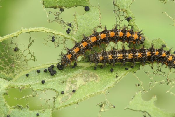 identify garden pests