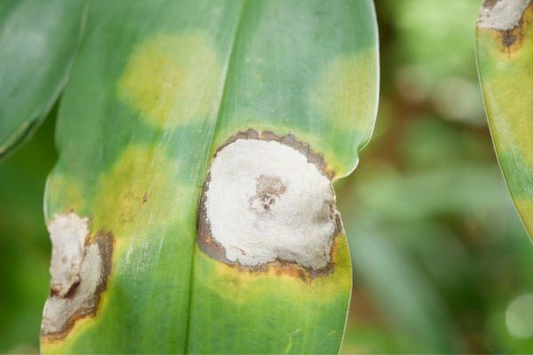 fungal diseases in plants
