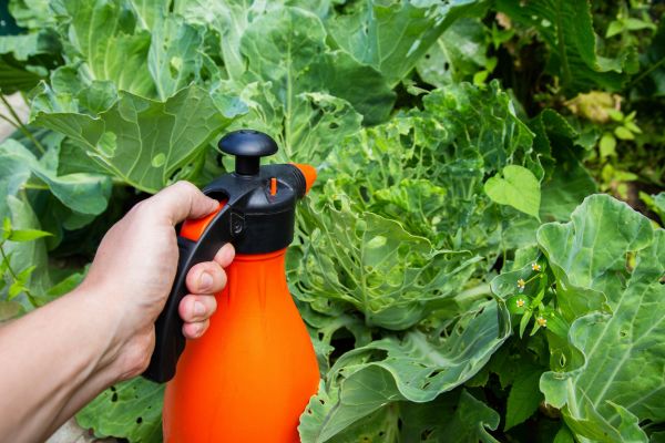 garden pests and solutions