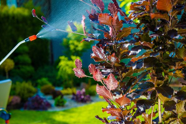 _organic fungicide for gardens