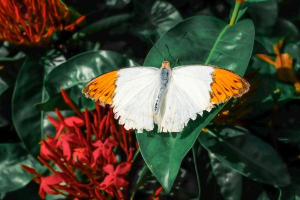 wildlife friendly garden tips