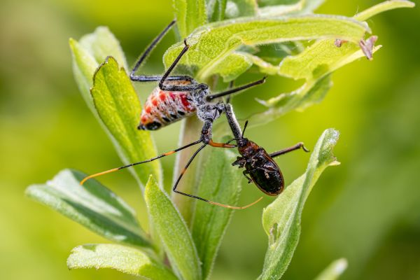 beneficial insects in gardens