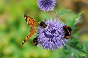 Top Plants for a Pollinator-Friendly Garden