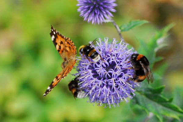 pollinator garden plants