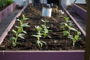 Best Soil Mix for a Raised Bed Vegetable Garden