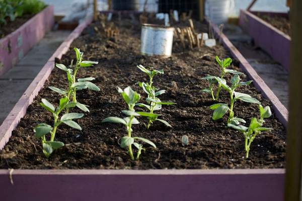 best soil mix for raised bed vegetable garden