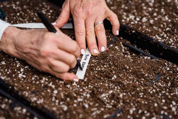 direct sow vs transplant vegetables