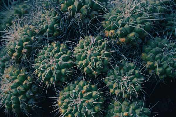 drought-tolerant vegetables to grow