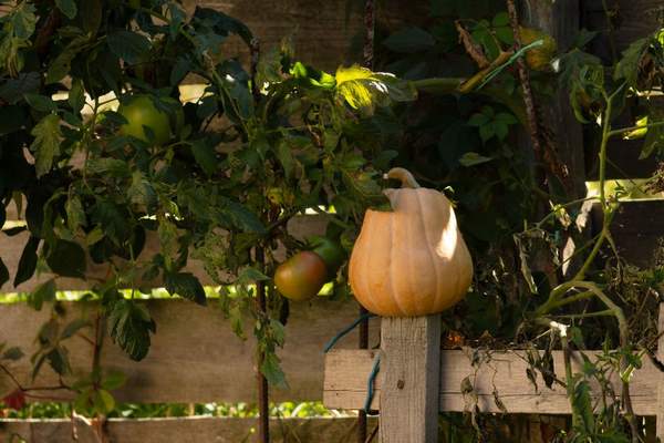 fall vegetable garden planting guide
