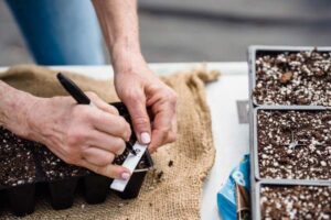How to Plan a Vegetable Garden Layout for Beginners (Step-by-Step)