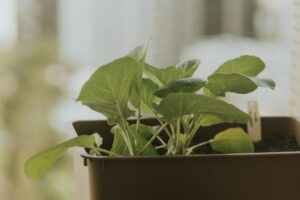 Container Vegetable Gardening for Apartments and Small Spaces