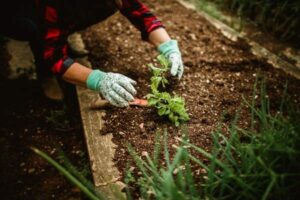 No-Dig Vegetable Gardening: How to Start a No-Till Garden Bed