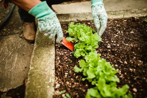 succession planting vegetable garden