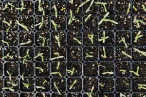 When to Start Vegetable Seeds Indoors (Zone-by-Zone Timing Guide)