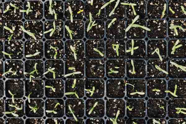 when to start seeds indoors