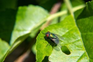 Common Vegetable Garden Pests and Natural Ways to Control Them
