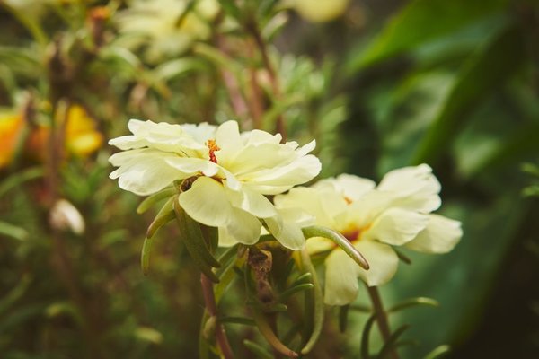 annual flowers for full sun