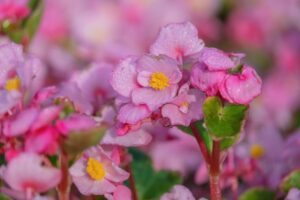 Best Annual Flowers for Shade and Low-Light Garden Beds
