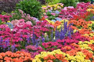 Annuals vs Perennials for Flower Beds: How to Choose