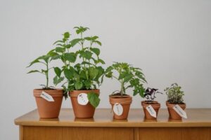 Best Herbs to Grow Indoors for Fresh Flavor Year-Round