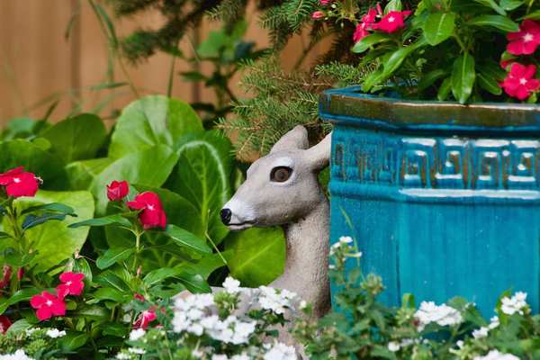 deer resistant flowering plants