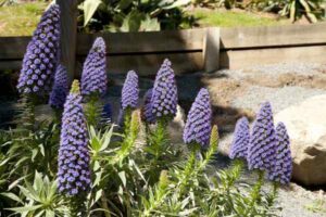 Drought-Tolerant Flowering Plants for Color With Less Water