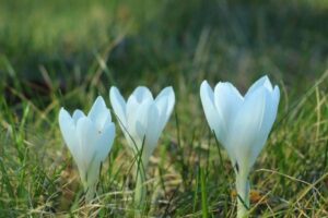 Early Spring-Blooming Flowers for the First Garden Color