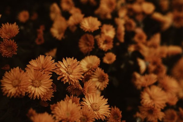 fall blooming flowers