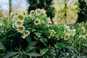 Flowers for Clay Soil That Handle Heavy, Slow-Draining Ground