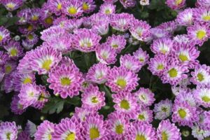 Flowers for Cut Flower Gardens With Strong Stems and Repeat Blooms