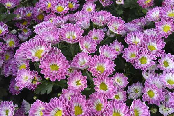 flowers for cut flower gardens