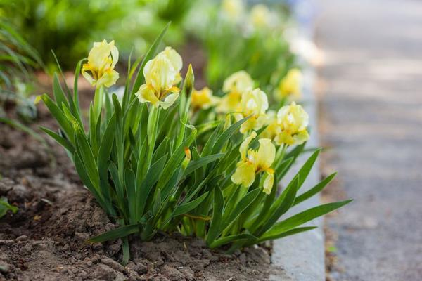 flowers for garden borders