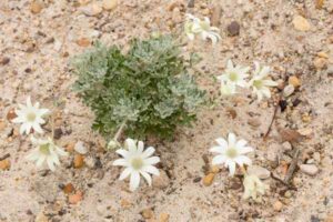 Flowers for Sandy Soil That Thrive in Fast-Draining Beds