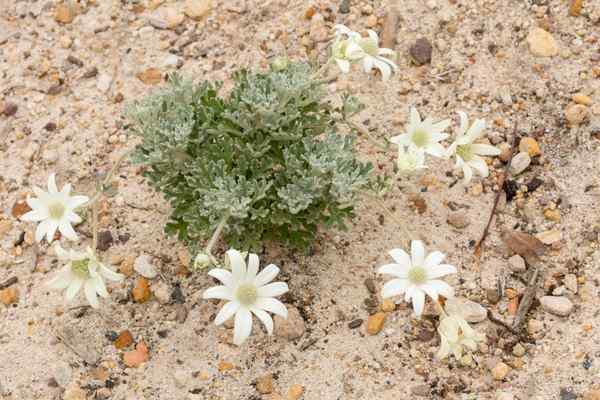 flowers for sandy soil