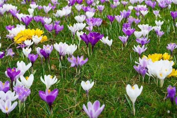 flowers that bloom from spring to fall