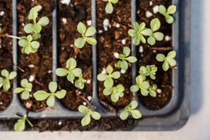 How to Grow Herbs From Seed: A Step-by-Step Guide