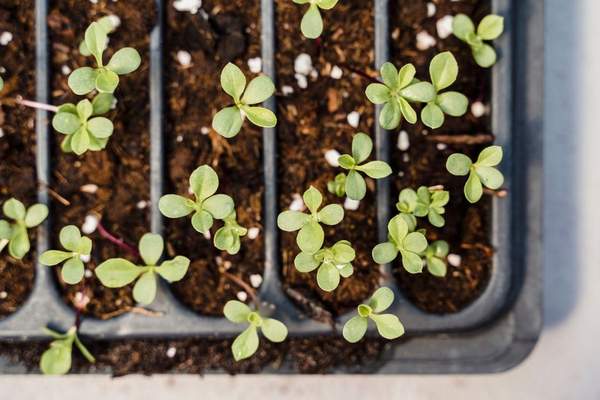 how to grow herbs from seed