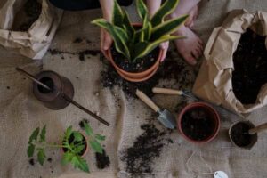 How to Start an Indoor Herb Garden for Beginners