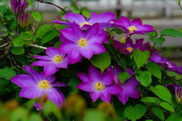 long blooming perennial flowers