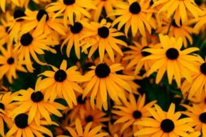 Low-Maintenance Perennial Flowers for Easy Garden Color